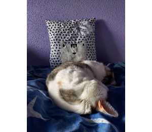 Stickdatei - Doodle Grummelige Katze Gucker Doodle Appli winkend